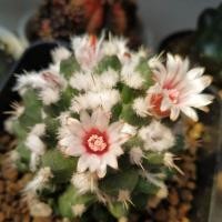 ราคา อิรุซามุ แมมอิรุซามุ ดอกชมพูอ่อนหายาก ขนแน่นมาก (erusamu variegata) (17300194832)