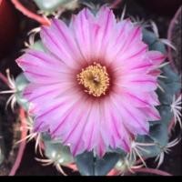 ราคา แคคตัสช้างดอกม่วง หัวใหญ่ (5341895407)