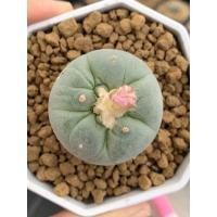 ราคา Lophophora yatagai ไม้เมล็ด (12827541961)