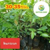 ราคา ต้นกระบก ผลกินได้นำมาคั่วกิน ต้นกะบก กระบก กะบก (5437430003)