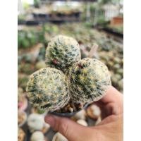 ราคา กระบองเพชร แคคตัส Mammillaria Schiedeana แมมขนนกเหลือง (6388958953)