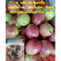ราคา 10 เมล็ด สตาร์แอปเปิ้ล, แอปเปิ้ลน้ำนม, แอปเปิ้ลเมือง, บักยาง, หมากน้ำนม,แอปเปิ้ลป่า Star apple (17114027961)