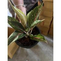 ราคา ต้นรวยล้นฟ้า รวยล้นฟ้า ต้นไม้มงคลเรียกทรัพย์(สินค้ามีจำนวนจำกัด) (16808972949)