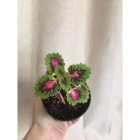 ราคา ต้นฤาษีผสม กระถาง 3"นิ้ว (5380130119)