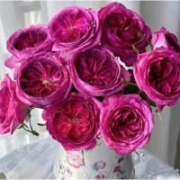 ราคา กุหลาบ-เทียรี่มาร์ค Thierry Marx สีชมพูอมม่วง-ม่วง ดอกทรงถ้วย หอมมาก (40212627819)