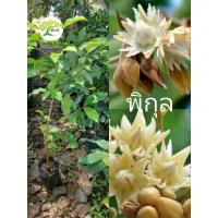 ราคา ต้นพิกุล พิกุล ไม้ยืนต้น ดอกหอม ไม่ไทยโบราณ (28904690329)