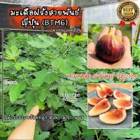 ราคา มะเดื่อฝรั่ง สายพันธ์ BTM6 หรืออีกชื่อคือ มะเดื่อญี่ปุ่น ต้นสวยงาม แข็งแรง รากแน่น พร้อมปลูก!!! (12349399512)