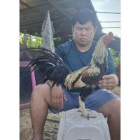 ราคา ไข่เชื้อไก่ชนพม่า สายแข้งหน้ารำวง แม่นตาพิเศษ (29840277965)