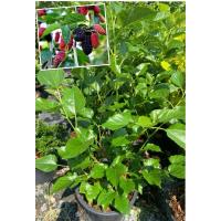 ราคา ต้นมัลเบอร์รี่ ต้นหม่อน ติดลูกดก (กระถาง 11 นิ้ว) กิ่งปักชำ ต้นแข็งแรงรากแน่น พร้อมปลูก (26075030937)