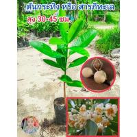 ราคา ต้นกระทิง สูง 30-45 ซม. สารภีทะเล นิยมปลูกต้นกระทิงเพื่อเป็นไม้ให้ร่มเงา (20493384960)