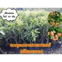 ราคา ละมุดกระสวยมาเลย์ (เสียบยอด) (23941698411)