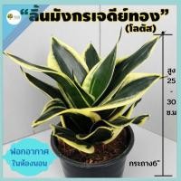 ราคา ลิ้นมังกรเจดีย์ทอง เจดีย์หยกขอบทอง หรือโลตัส ในกระถาง6นิ้ว ไม้มงคล ไม้ฟอกอากาศ แต่งบ้าน ฟอกอากาศในห้องนอน ของขวัญ ของฝาก (12149390349)