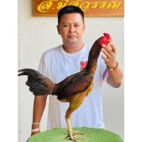 ราคา ไข่เชื้อไก่ชนสายเลือดเยียร์มูเซอร์ดำแท้100%super vip (23120030709)