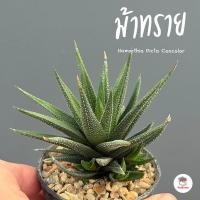ราคา ม้าทราย Haworthia Picta Concolor ฮาโวเทีย ไม้อวบน้ำ กุหลาบหิน cactus&succulentหลากหลายสายพันธุ์ (8514256445)