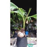 ราคา มะพร้าวบอนไซ(พันธุ์น้ำหอมก้านเขียว)​ พร้อมกระถาง (20774630066)