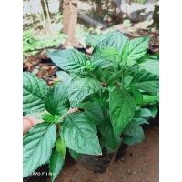 ราคา ต้นเนียมหอมสมุนไพรโบราณใช้เป็นยาดองก็ได้หอมยิ่งกว่าใบเตย (7695923840)