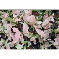 ราคา ต้นเงินไหลชมพู ออมชมพู (6641824990)