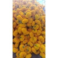 ราคา ดอกดาวเรืองสดคละไซส์ ส่วนใหญขนาด100ดอก ตัดส่งใหม่ไม่ค้างวัน (13698974669)