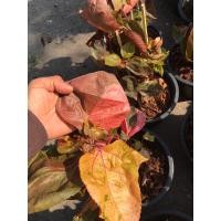 ราคา เหงือกปลาหมอสีแดง ในกระถาง 11 นิ้ว 169 บาท (23666098766)