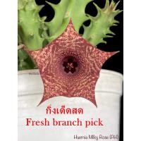 ราคา เก๋งจีน Huernia Milky Rose Pranburi Hybrid *กิ่งเด็ดสด* แคคตัส ไม้อวบน้ำ Cactus and Succulent (22380001369)