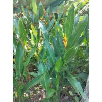 ราคา เฮลิโคเนียกุ้งทองเตี้ย เหง้า,ต้น(ให้เลือก) เฮลิโคเนีย#ธรรมรักษา เบิร์ดออฟพาราไดซ์ ปักษาสวรรค์ ไม้มงคล เบิร์ดกุ้งทอง ธรร (15391562576)