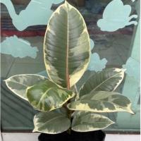 ราคา ต้นยางอินเดียด่าง 2สี (12148520442)