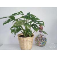 ราคา พลูฉลุ ต้นไม้ฟอกอากาศ ในร่ม ในออฟฟิศ พลูด่าง (7040485143)