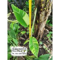 ราคา กล้วยน้ำว้าค่อมด่าง ว้าค่อมด่าง (17184867078)