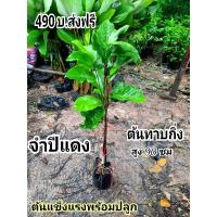 ราคา ต้นจำปีแดง จำปีแดง ทาบกิ่ง (26456443506)