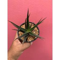 ราคา Aloe hybrid (Aloe 'Baracuda' DW) อโล ว่านหางจระเข้ (29313881789)