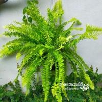 ราคา เฟิร์นบอสตันลายหินอ่อน ขนาดกระถาง 8" (4743418125)