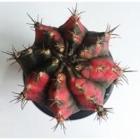 ราคา ยิมโนด่างชมพู Gymno ไม้กราฟ (5857375054)