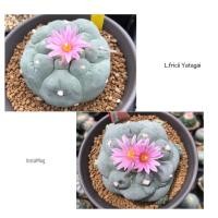 ราคา เมล็ดโลโฟ Lophophora Fricii x Fricii Yatagai (12928596520)