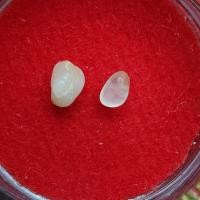 ราคา พระธาตุ หลวงปู่ผาง จิตฺตคุตฺโต วัดอุดมคงคาคีรีเขต (รหัส D7/4) (23320289134)