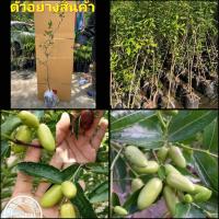 ราคา (1ต้น)(ขาย ต้นพันธุ์) ต้น พุทรามังกร ต้นพุทรามังกร พุทรา มังกร ต้นพุทรา / ไร่อิงดาว (13457759222)