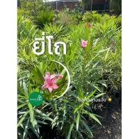 ราคา ต้นยี่โถแคระ ต้นไม้กลางแจ้ง ดอกสวย (27683968013)