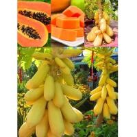 ราคา เมล็ดพันธุ์มะละกอสีทอง (28226046824)