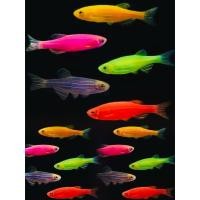 ราคา อุปกรณ์ตกแต่งตู้ ป.ม้าลาย เรืองแสง ตรงปก (42972942912)