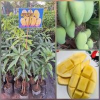 ราคา มะม่วงอกร่องทะวาย” เป็นหนึ่งในตระกูลมะม่วงอกร่อง ที่พลักษณะเด่นคือ ออกลูกทะวาย ติดผลทั้งปี ผลฑม ไม่ติดเปรี้ยว (40122005523)