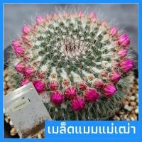 ราคา เมล็ดกระบองเพชร เมล็ดแมมแม่เฒ่า แมมฮาเนียน่า เมล็ดแคคตัส Mammillaria Hahniana (7220434472)