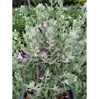 ราคา ต้นนีออน ใบเทา ใบเงิน ดอกม่วง Leucophyllum frutescens Ash bush Purple sage (27105648434)