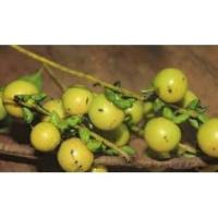 ราคา ต้นมะเกลือ ไม่ป่าหายากราคาแพงเหมือนพยุงไทย ย้อมผมให้สวยงาม ย้อมสีผ้าเป็นสีเทาดํา พร้อมปลูกในถุงดำ 59 บาท (12429473595)