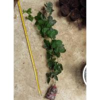 ราคา กิ่งตอน แบล็กเบอร์รี พันธุ์ ไพรม์แจน [Prime Jan Blackberry] จำนวน 1 ต้น (2847905431)