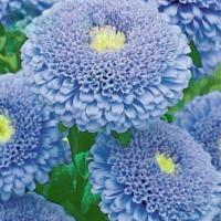 ราคา 50 เมล็ด ดอกเบญจมาศ ดอกแอสเตอร์ Chinese Aster chinensis Seeds สายพันธุ์ Chinese Aster Bright (29342824266)