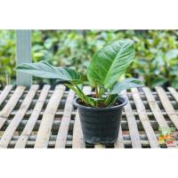 ราคา ต้นเศรษฐีมีทรัพย์ หรือ เศรษฐีรวยทรัพย์ 1 ต้น ส่งฟรี!! ไม้ฟออากาศ ไม้มงคล ไม้ประดับสวยงาม ขนาดกระถาง 8 นิ้ว สูง 30 ซม. (8758220531)