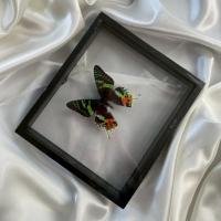 ราคา ผีเสื้อสต๊าฟ // Chrysiridia rhipheus (43803567365)