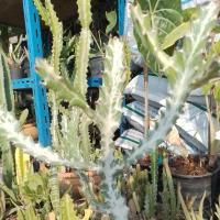 ราคา ชุดละ3กิ่ง3สียูโฟเบีย-แลคเทีย, Euphobia (15360435845)