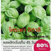 ราคา เมล็ดพันธุ์ โหระพาอิตาลี(ใบใหญ่) 50 เมล็ด โหระพาบราซิล โหระพา Sweet Basil ✅ราคาถูกปลูกง่ายซื้อ10แถม1 คละได้ (2356590972)