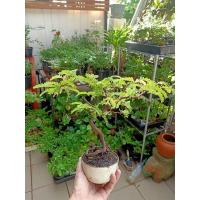 ราคา ต้นมะขาม(บอนไซไม้จิ๋ว) (22375554504)