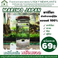ราคา Marimo มาริโมะ เซ็ท พร้อมขวด #U เลื่อนรูปภาพเพื่อดูรายละเอียดของสินค้า (9424817406)